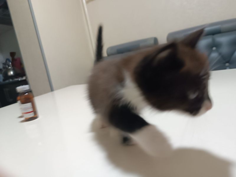 Котенок в хорошие руки Котенок в хорошие руки