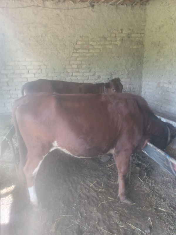 Mol gunochin Buxoro Mol gunochin Buxoro