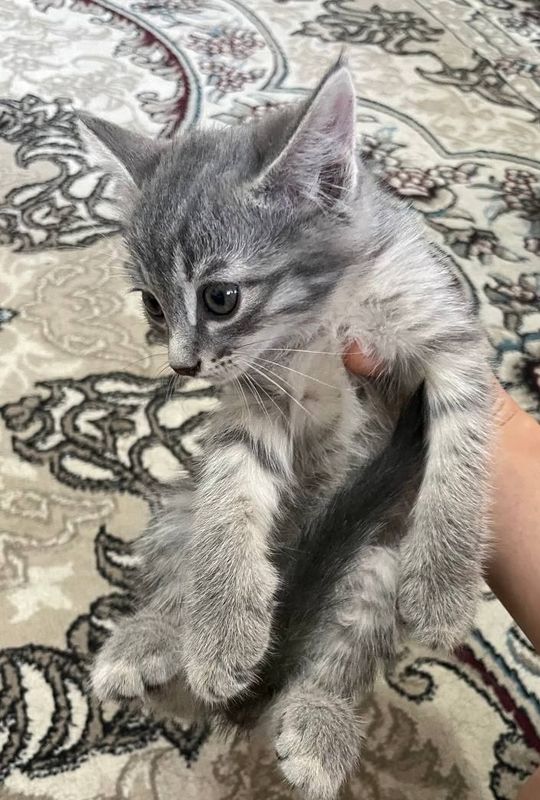 Серенький котёнок мальчик Серенький котёнок мальчик