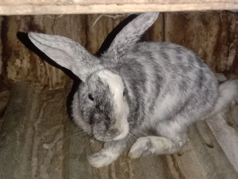 Продам кролика породы японский сатин самка ей 4 месяцев Продам кролика породы японский сатин самка ей 4 месяцев