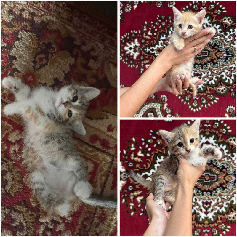 Котята в добрый руки Котята в добрый руки
