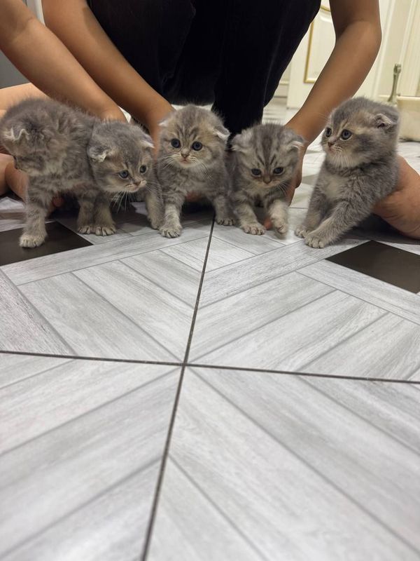 Котята шотландский Котята шотландский