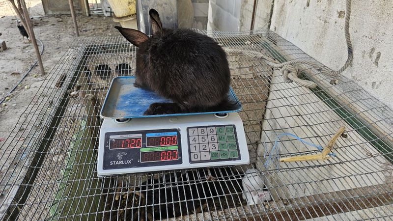 Куёнла сотилади 3та бор
