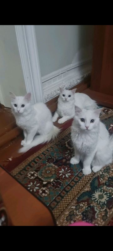 гибрид мушуклар
