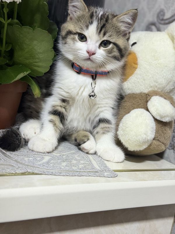 Котенок котята кошка Котенок котята кошка