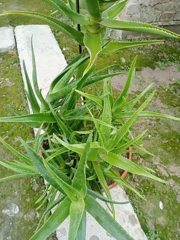 Aloe vera guli 1 dona tuvag