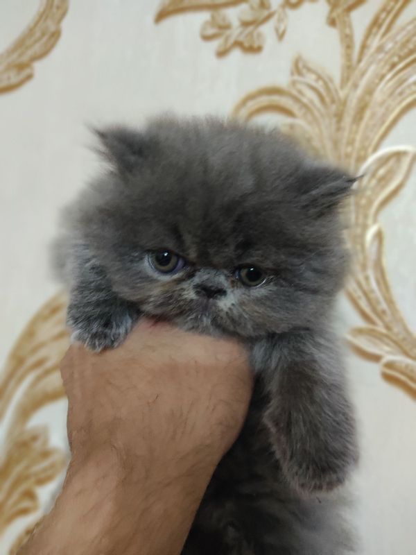 Персидский котята экстрималы Персидский котята экстрималы