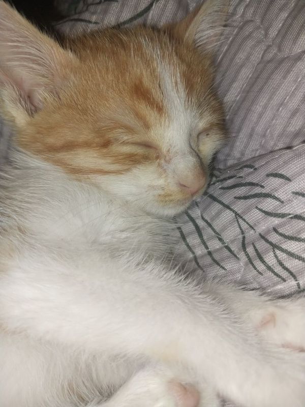 Котик бесплатно Котик бесплатно