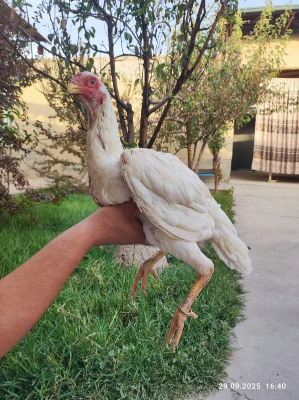 Дакан макийон товук Дакан макийон товук