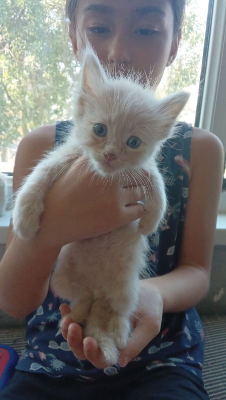 Молочный котёнок 1,5 месяца Молочный котёнок 1,5 месяца