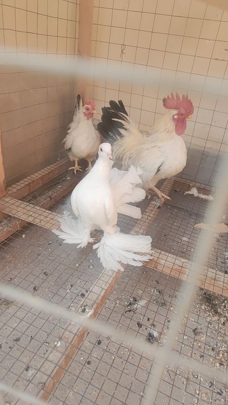 Pavlinla sotiladi sog'lom qushla valerda boqilgan
