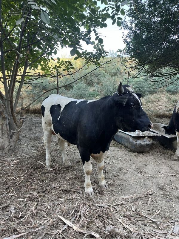 Novos sotiladi 1 yoshli 350,400kg Novos sotiladi 1 yoshli 350,400kg