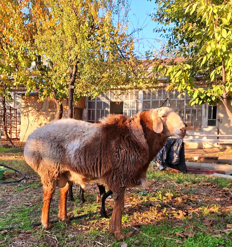 kuchqor edilbay buying 1 metr Yuki 125 kg