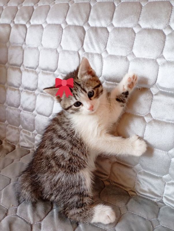 Котята домашние. Котята домашние.