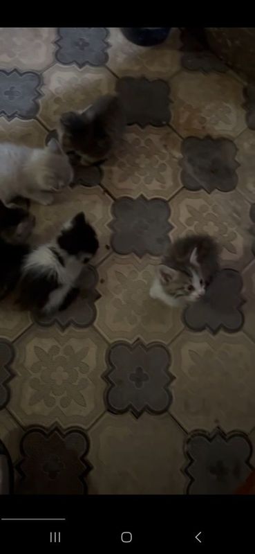 Котенок отдам даром Котенок отдам даром