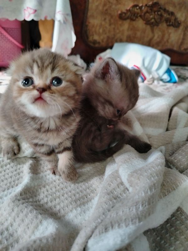 Продаётся котята вислоухий Продаётся котята вислоухий