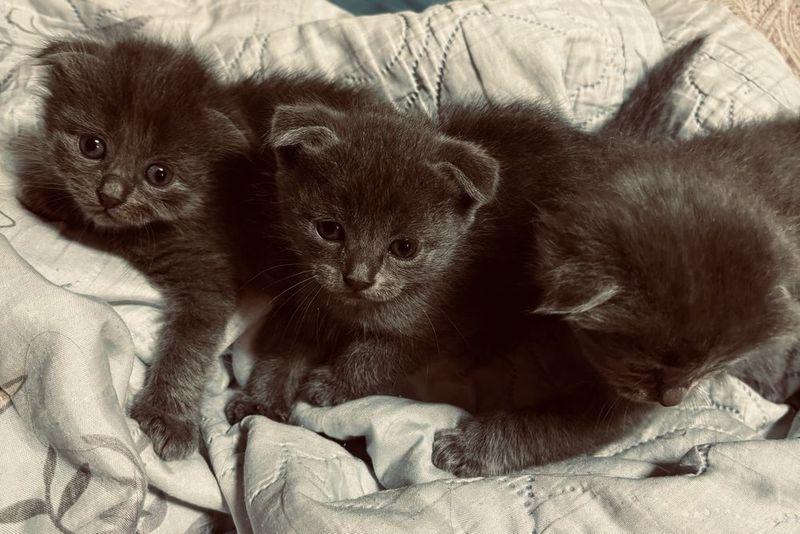 Шотландские вислоухие котята Шотландские вислоухие котята