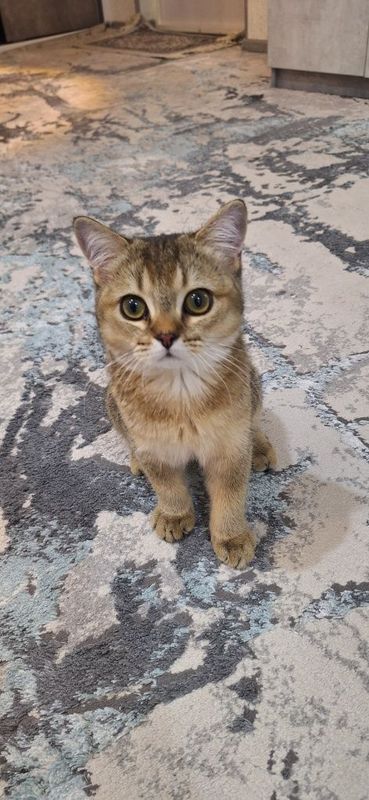 Скотш страйт сотилади