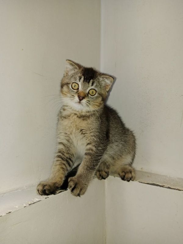 Скоттиш фолд мальчик Скоттиш фолд мальчик