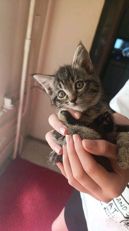 бесплатно котята бесплатно котята