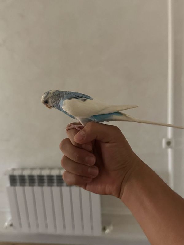 Ручной волнистый кайтадиган