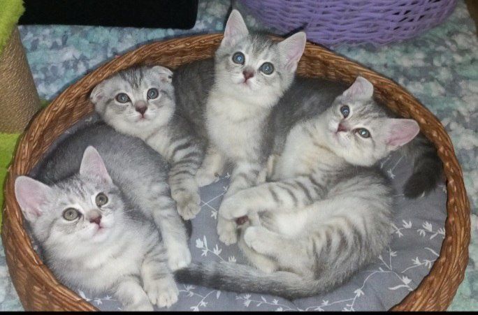Scottish fold Scottish strayd Scottish fold Scottish strayd