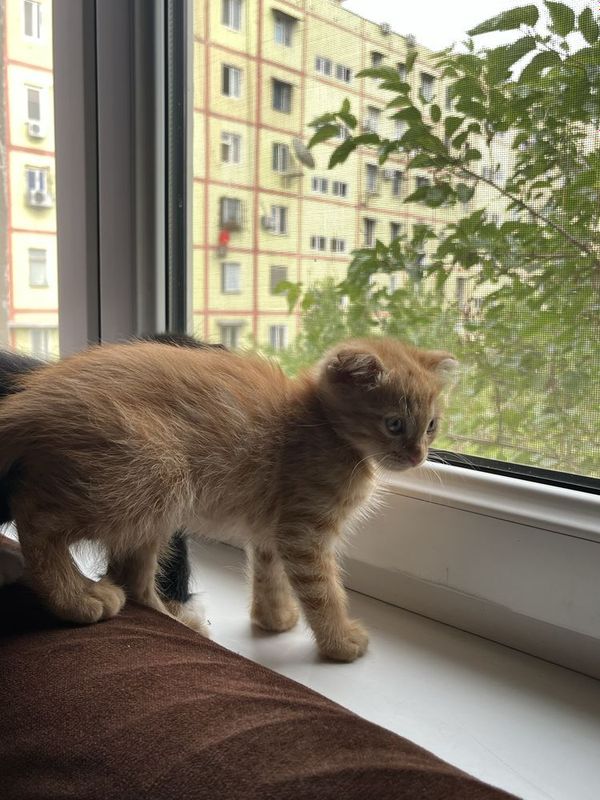 Вислоухие котята