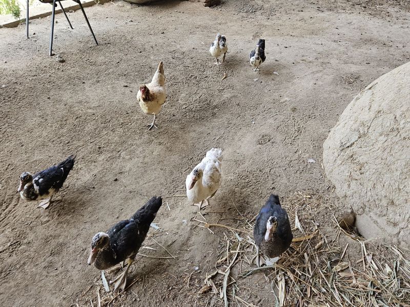 6 ta inda utka bolasi 4 oylik 6 ta inda utka bolasi 4 oylik
