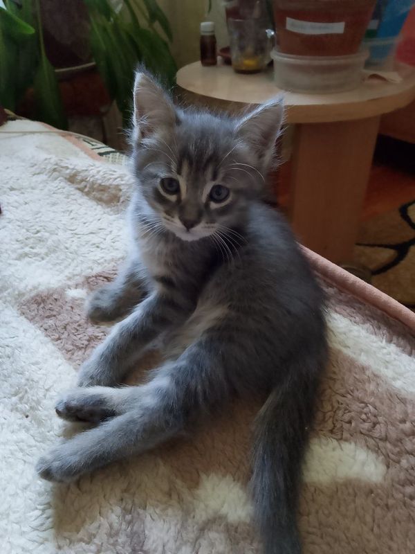 Отдам в хорошие руки котенка двухмесячного