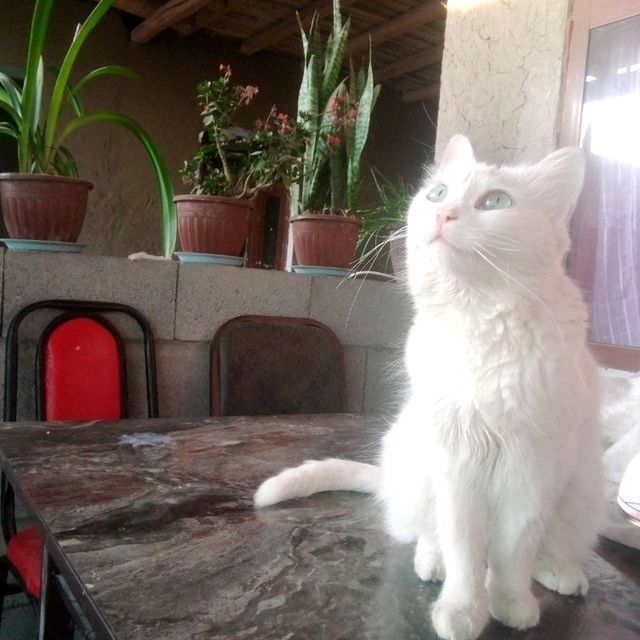 mushuk mushuk