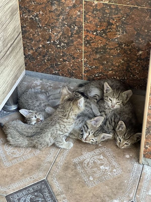 Отдам даром котенок Отдам даром котенок