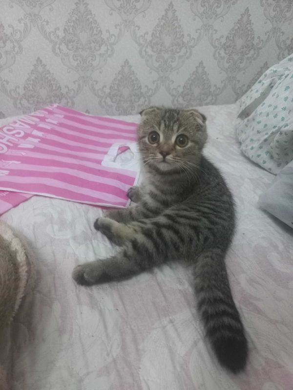 Продаётся британский вислоухий котёночек Продаётся британский вислоухий котёночек