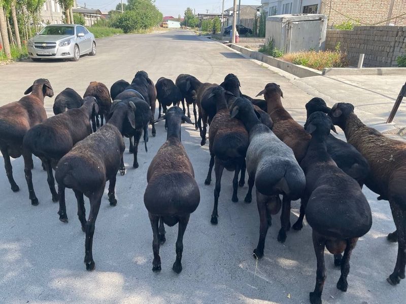 Qochqorlar sotiladi QOY Qochqor [ Dostavka hizmatlarmiza mavjud