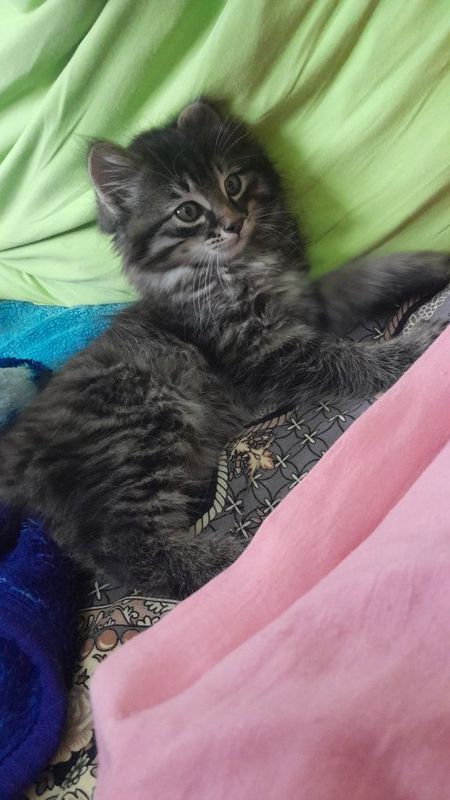 Котёнок Сибирский Котёнок Сибирский