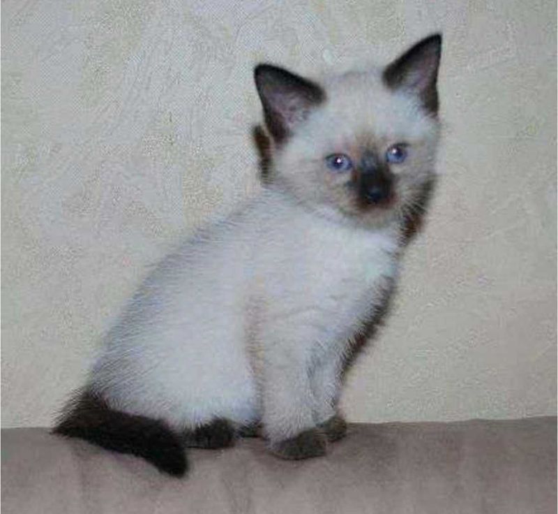Котенок сиамский, 2мес Котенок сиамский, 2мес