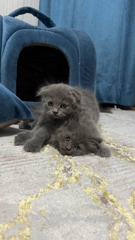 Scottish fold mushukchala sotiladi skidkada!!! Scottish fold mushukchala sotiladi skidkada!!!