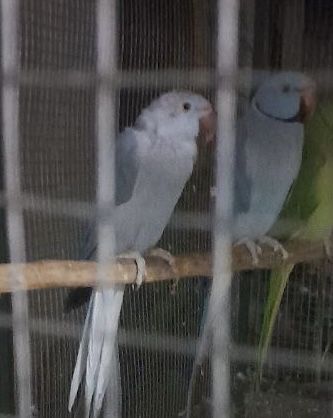 Ажирелла попугай 1 пара Ажирелла попугай 1 пара