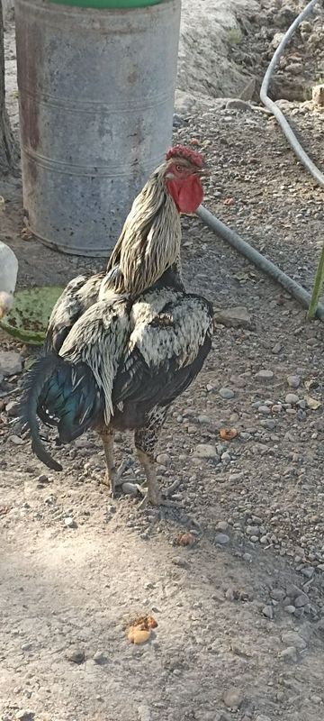 Xoʻroz va tovuq sotiladi Xoʻroz va tovuq sotiladi