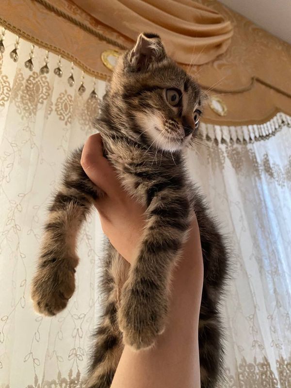 Кошка