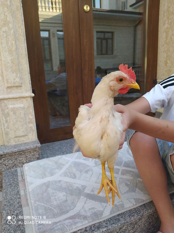 Продам срочно цыплят 5шт. Домашняя цыплята.1,5 месяц Продам срочно цыплят 5шт. Домашняя цыплята.1,5 месяц