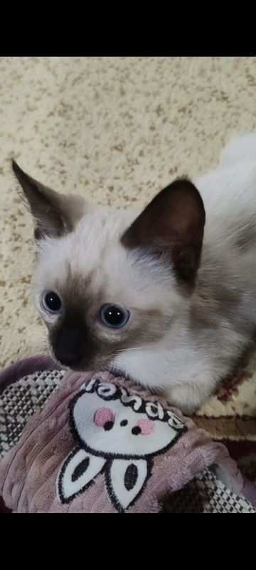 Сиамский котенок 2 мес Сиамский котенок 2 мес