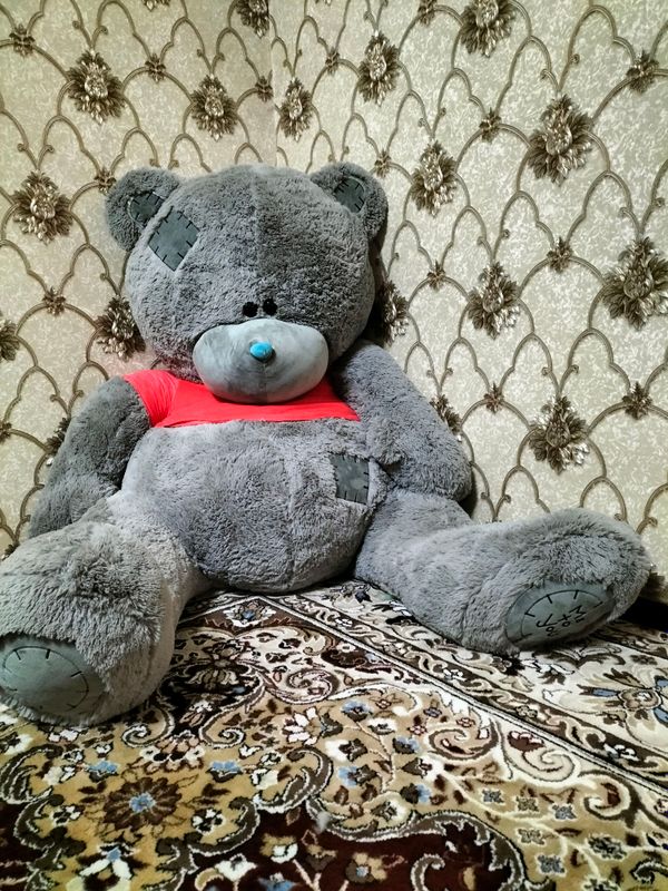 Tedy_ ayiq holati yengi