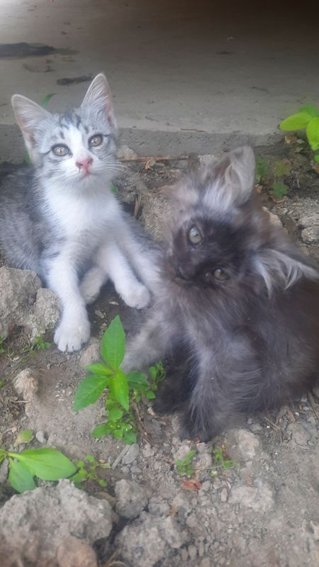 Котята непоседы. Котята непоседы.
