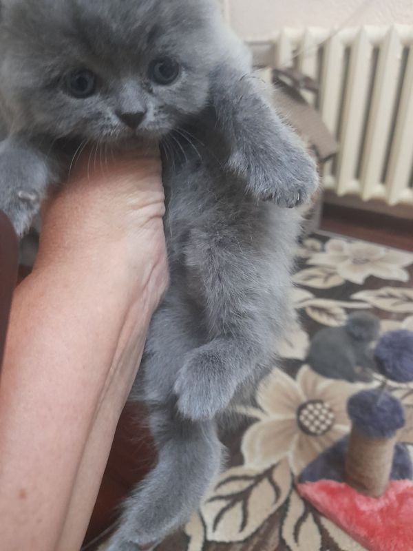 Котята скотиш страйд