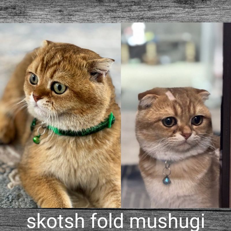 Mushuk sotiladi skotsh fold mushugi top-toza paroda dastafka ham bor Mushuk sotiladi skotsh fold mushugi top-toza paroda dastafka ham bor