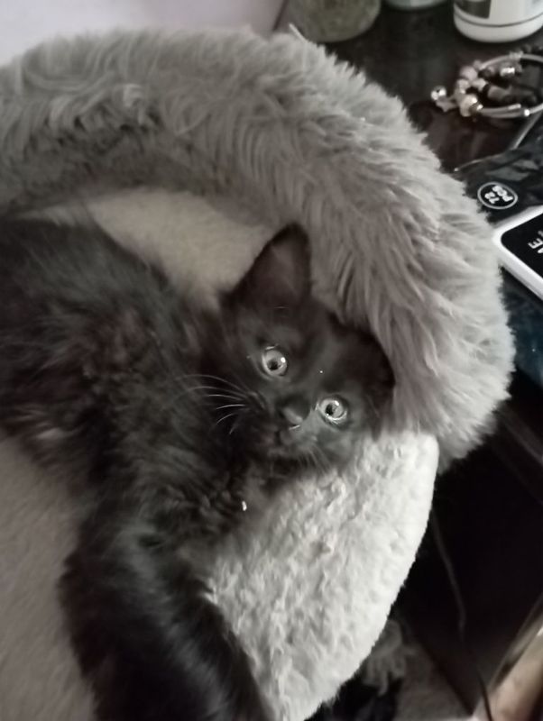 Котеное двухмесячный. Отдам в хорошие руки Котеное двухмесячный. Отдам в хорошие руки