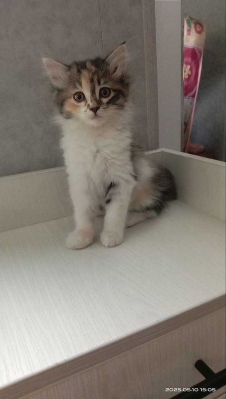 Красивый котёнок добрым людям. Красивый котёнок добрым людям.