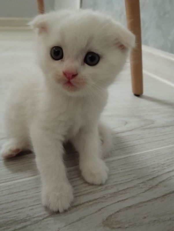 Котята скоттиш фолд Котята скоттиш фолд