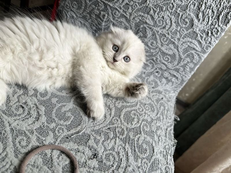 Шотланские вислоухие котята Шотланские вислоухие котята
