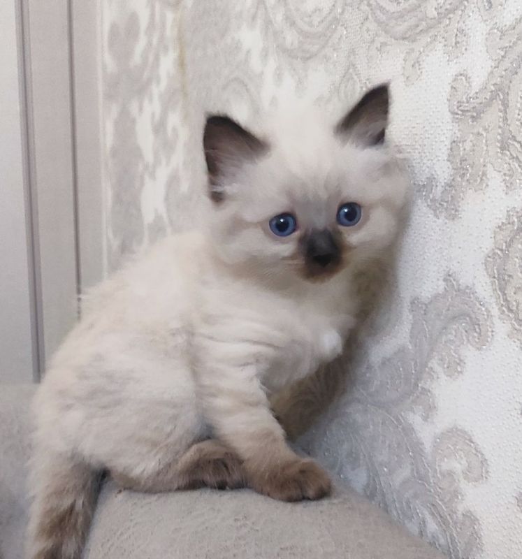 Котята сиамской породы,милые,красивые Котята сиамской породы,милые,красивые